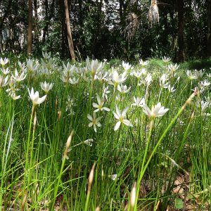 ZEPHYRANTHES CANDIDA