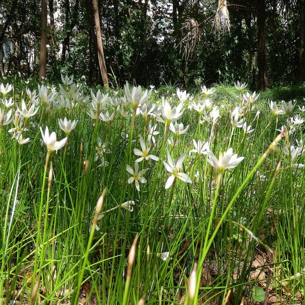 ZEPHYRANTHES CANDIDA - Image 2