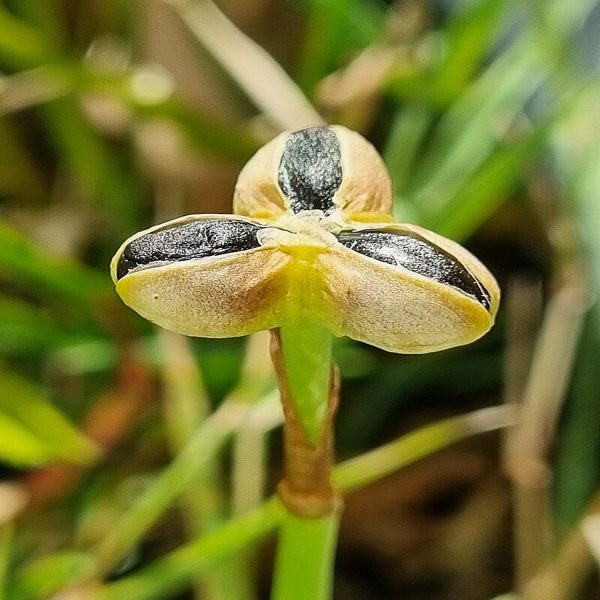 ZEPHYRANTHES CANDIDA - Image 3