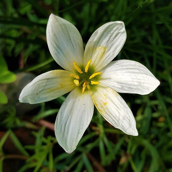 ZEPHYRANTHES CANDIDA - Image 4
