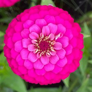 ZINNIA SPP.