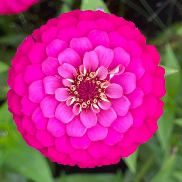 ZINNIA - Image 5