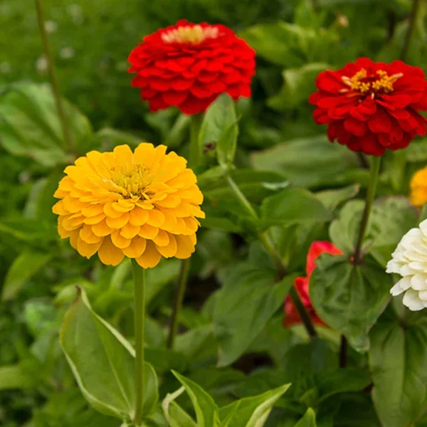 ZINNIA - Image 4