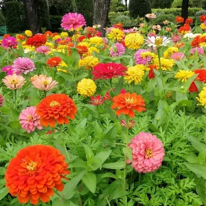 ZINNIA