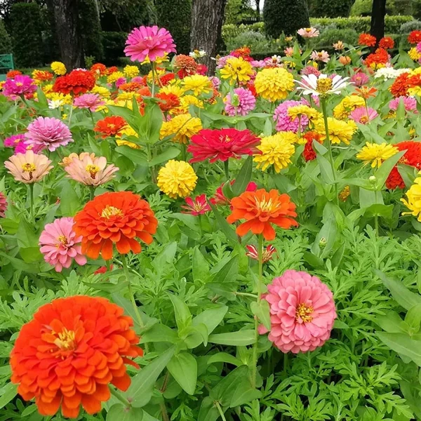 ZINNIA - Image 2