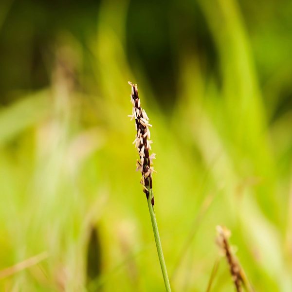 ZOISIA JAPONICA - Image 3