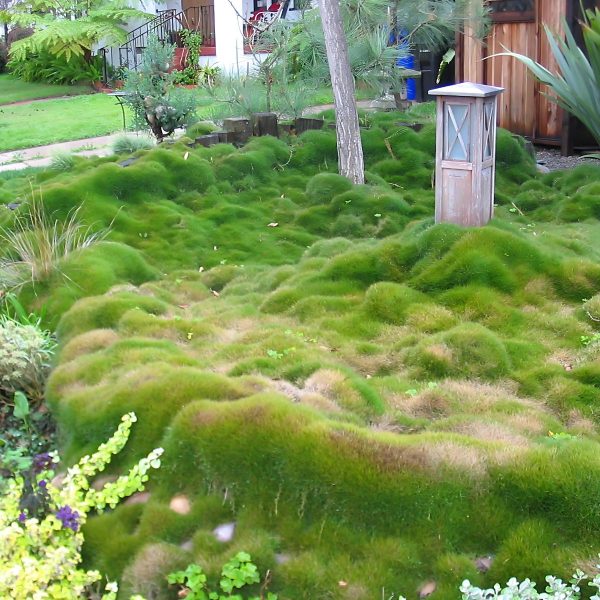 ZOISIA TENUIFOLIA - Image 2