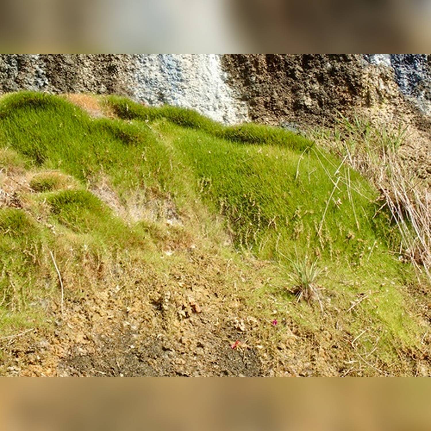 ZOISIA TENUIFOLIA - Image 5