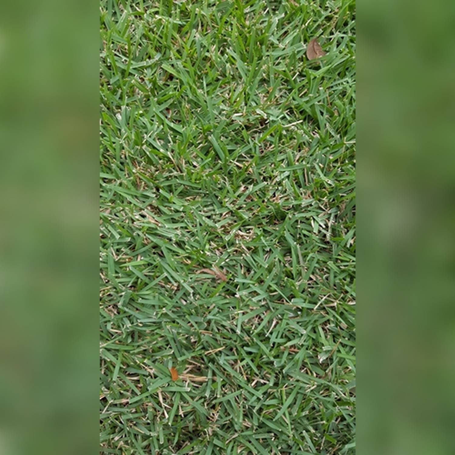 ZOISIA TENUIFOLIA - Image 6