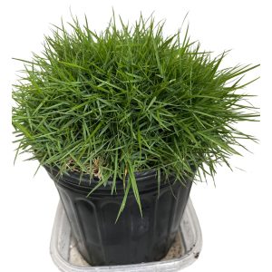 ZOISIA TENUIFOLIA