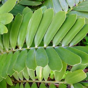 ZAMIA FURFURACEA