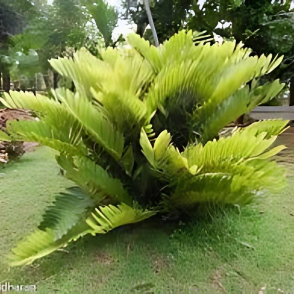 ZAMIA FURFURACEA - Image 3