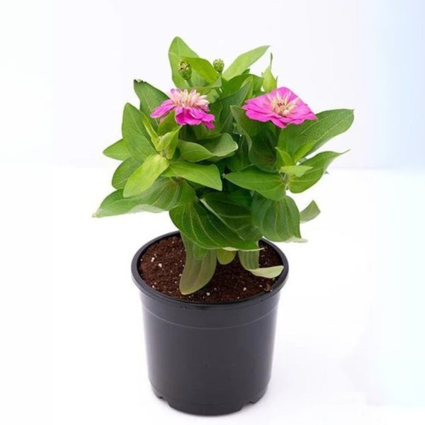 ZINNIA