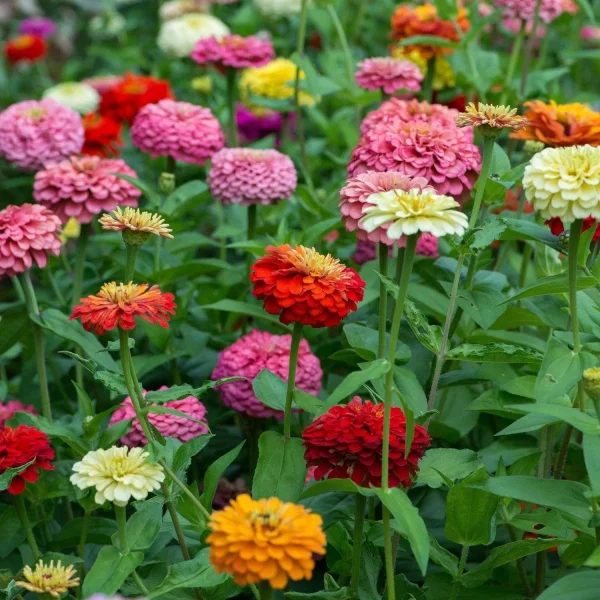 ZINNIA - Image 3