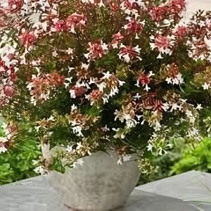 ABELIA CHINENSIS