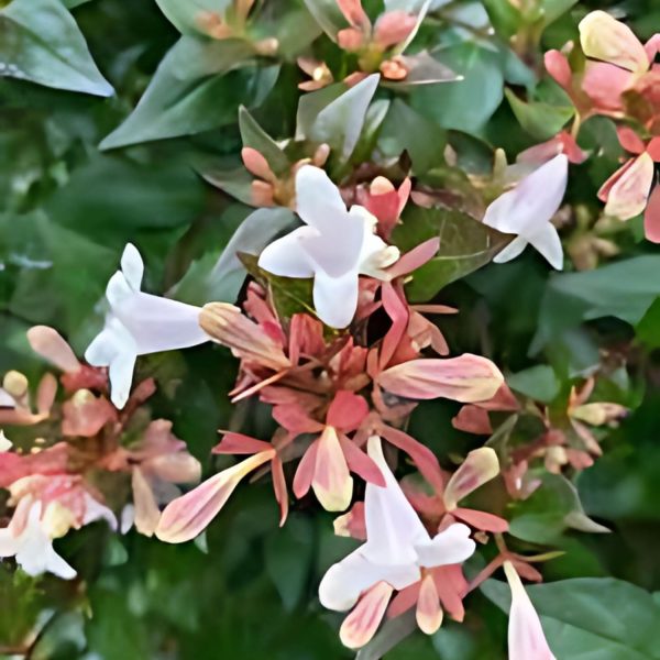 ABELIA CHINENSIS - Image 4