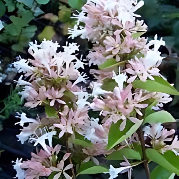 ABELIA CHINENSIS - Image 3
