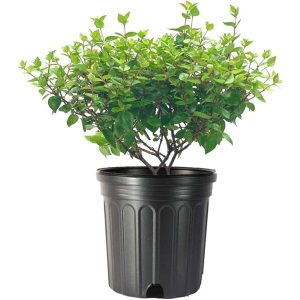 ABELIA CHINENSIS