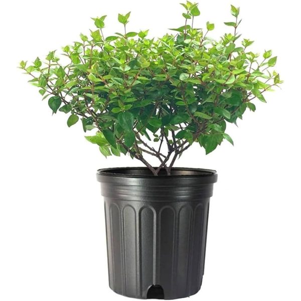 ABELIA CHINENSIS