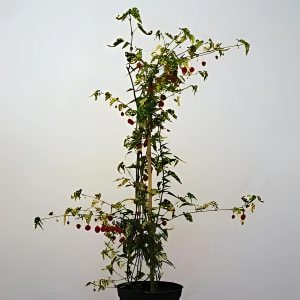 ABUTILON VARIEGATUM