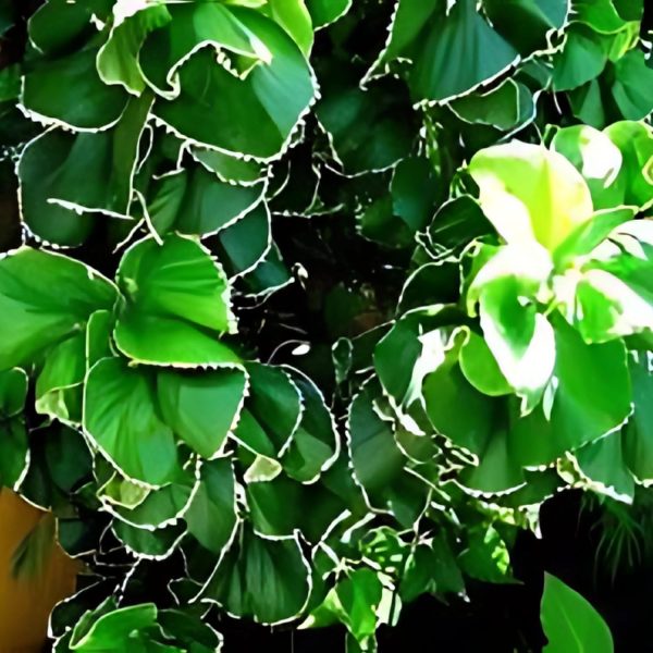ACALYPHA GODSEFFIANA - Image 3