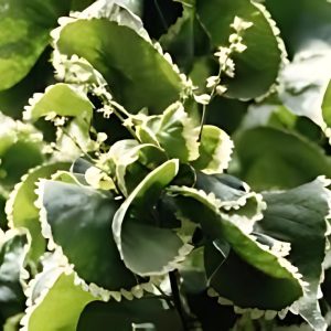 ACALYPHA GODSEFFIANA