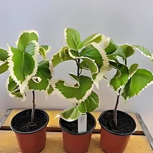 ACALYPHA GODSEFFIANA