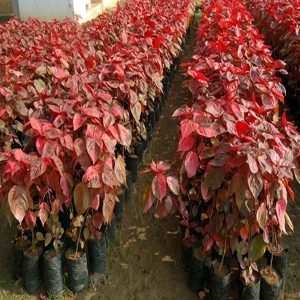 ACALYPHA HIS-ROSEA