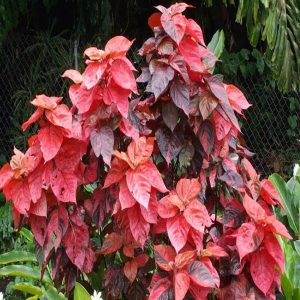 ACALYPHA HIS-ROSEA