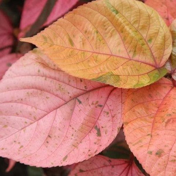 ACALYPHA HIS-ROSEA - Image 3