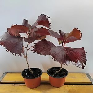 ACALYPHA WIL-MOOREA