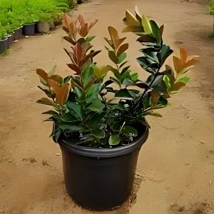 ACOKANTHERA SPP.