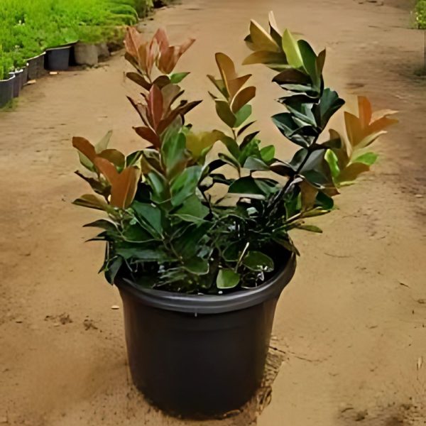 ACOKANTHERA SPP.