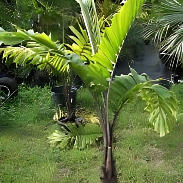 PHP-AIPHANES EROSA - Image 3