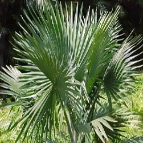 PHP-AIPHANES EROSA - Image 2