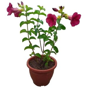 ALLAMANDA VIOLACEA