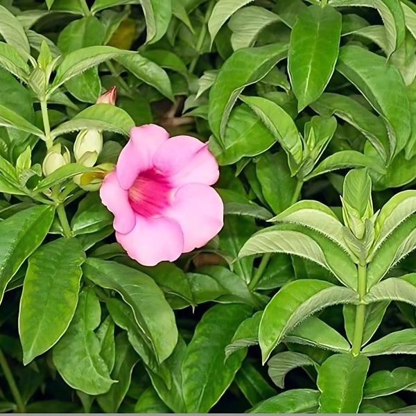 ALLAMANDA VIOLACEA - Image 2
