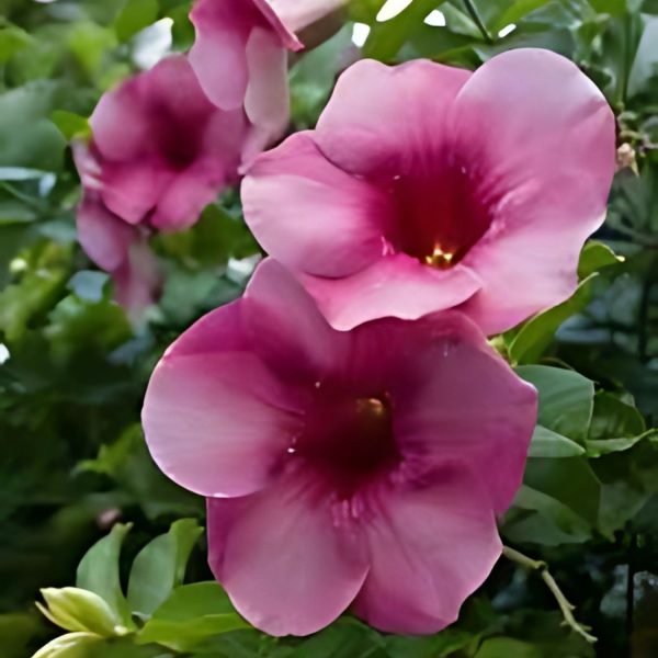 ALLAMANDA VIOLACEA - Image 3