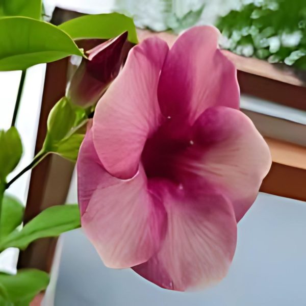 ALLAMANDA VIOLACEA - Image 6