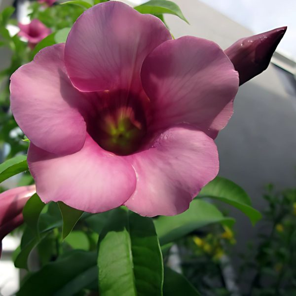 ALLAMANDA VIOLACEA - Image 5
