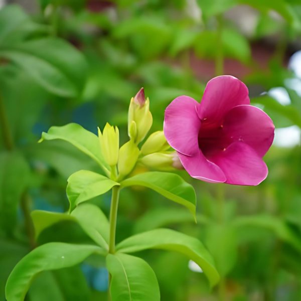 ALLAMANDA VIOLACEA - Image 4