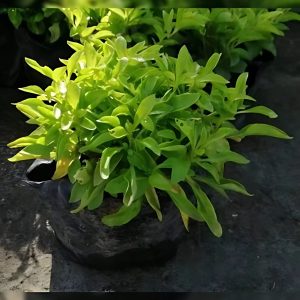 ALTERNANTHERA AMOENA