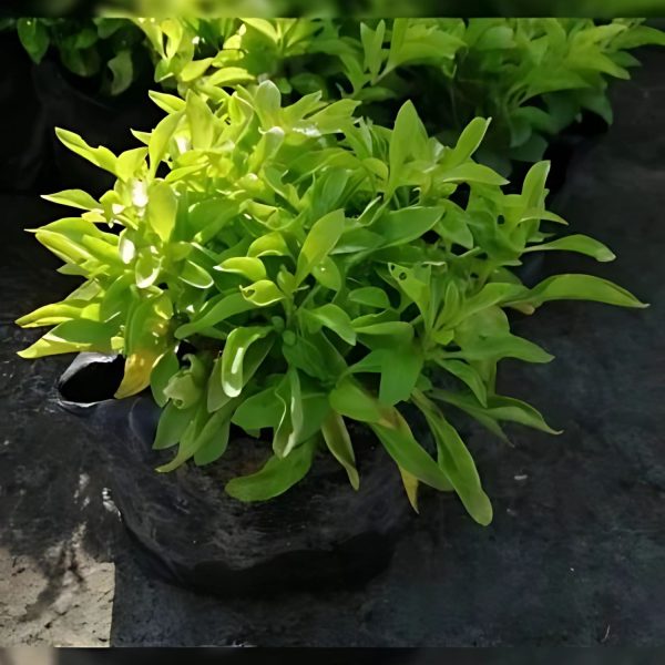ALTERNANTHERA AMOENA
