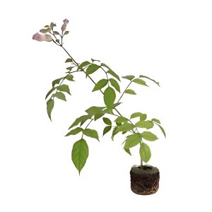 AMPHILOPHIUM MUTISII