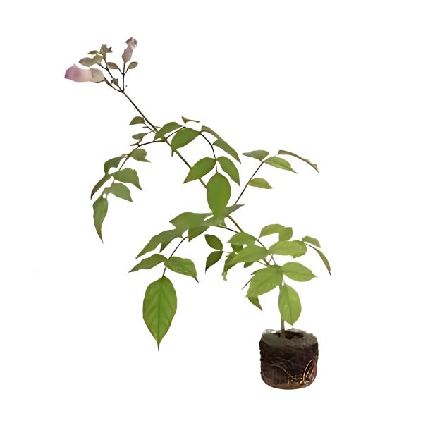 AMPHILOPHIUM MUTISII