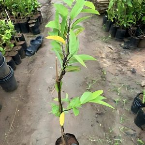 ANNONA RETICULATA