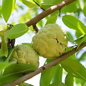 ANNONA RETICULATA