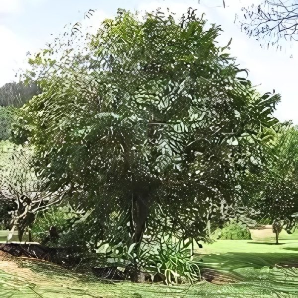 ANNONA RETICULATA - Image 3
