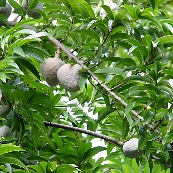 ANNONA RETICULATA - Image 4