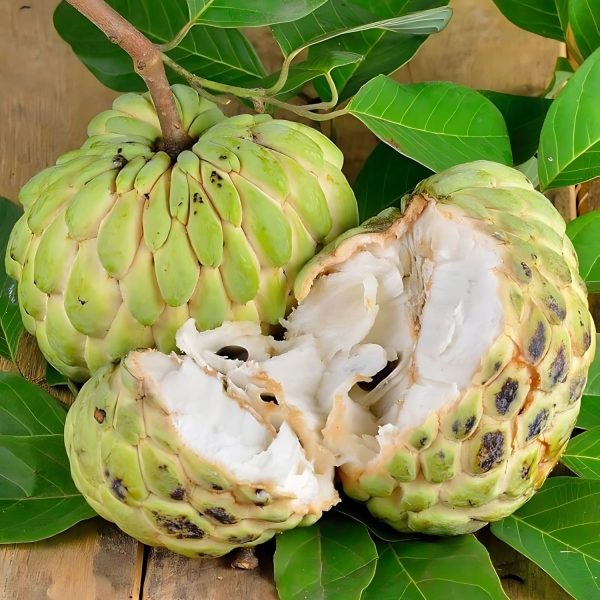 ANNONA RETICULATA - Image 5